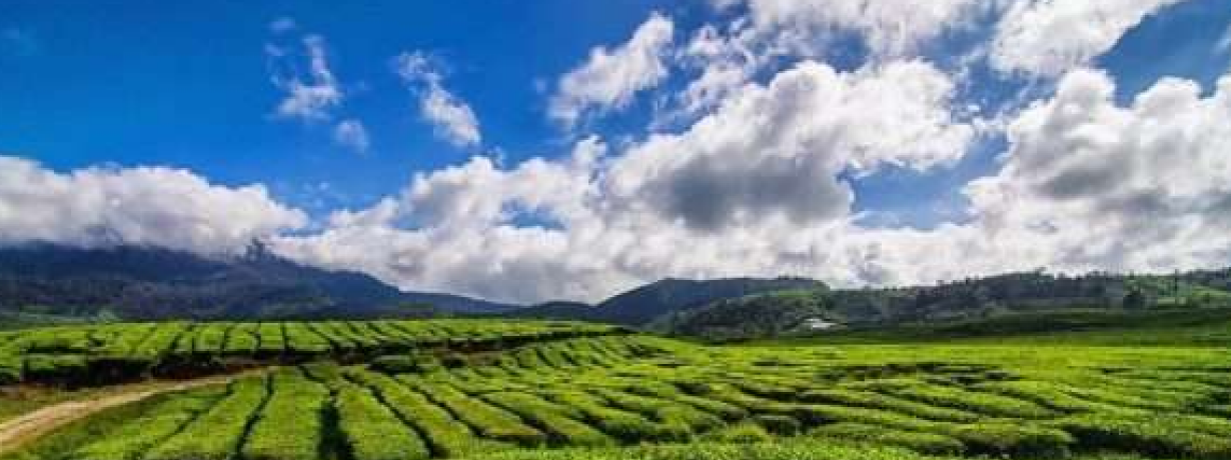 Paket - Tour - Padang - Bukittinggi - Payakumbuh - Alahan Panjang - Paket Trip Sumbar CV. SUMATERAAZZAM